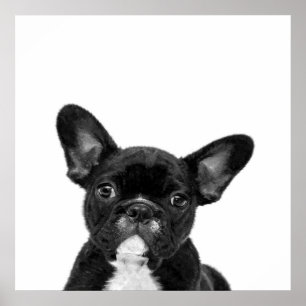 Poster Chien adorable   Black French Bulldog Face