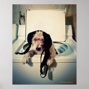 Poster Chien aidant avec le lavage