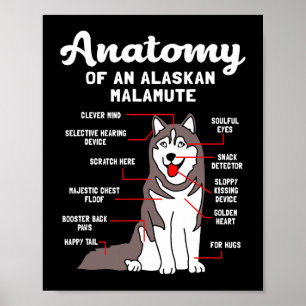 Poster Chien Alaskan Malamute anatomie drôle Malamute