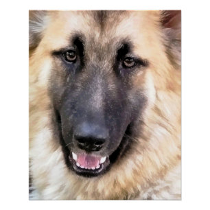 POSTER CHIEN ALLEMAND SHEPHERD