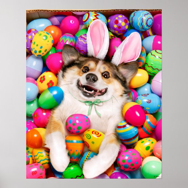 Poster Chien allongé sur des œufs de Pâques (Devant)