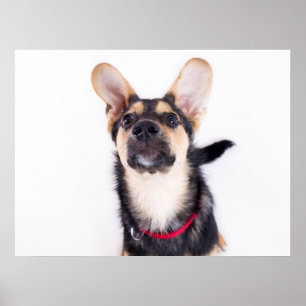Poster Chien amusant chiot