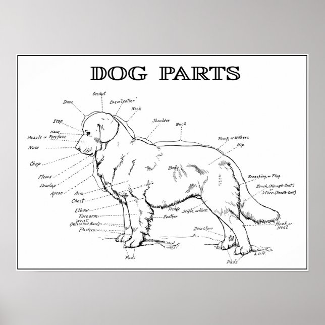 POSTER CHIEN ANATOMY 1919 (Devant)