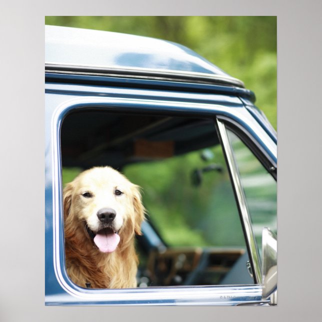Poster Chien assis en voiture (Devant)
