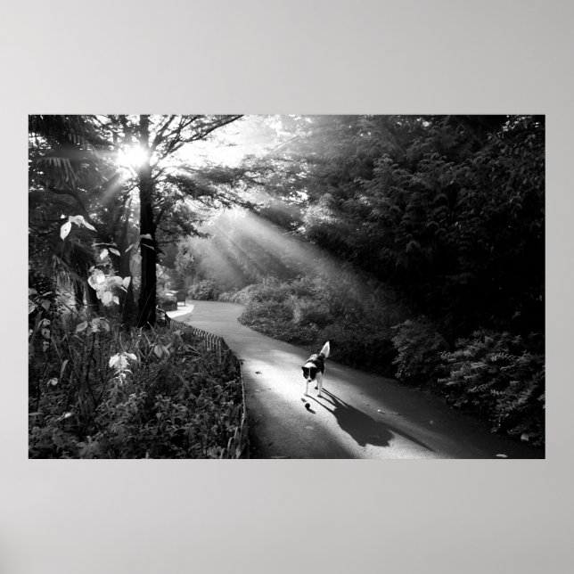 Poster Chien au soleil du matin (Devant)