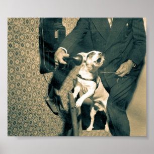 Poster Chien au téléphone