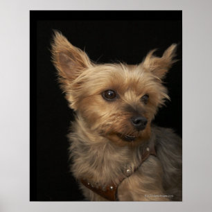 Poster Chien aux cheveux courts de Yorkie regardant vers