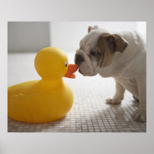 Poster Chien avec canard en plastique