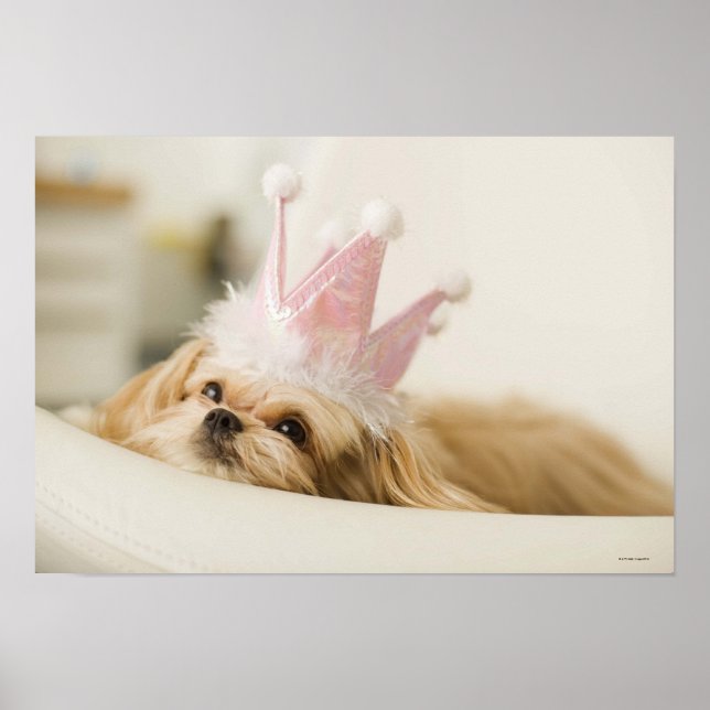Poster Chien avec couronne (Devant)