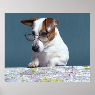 Poster Chien avec lunettes de lecture étudier la carte