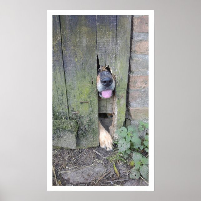 Poster Chien avec nez à travers trou dans la clôture (Devant)
