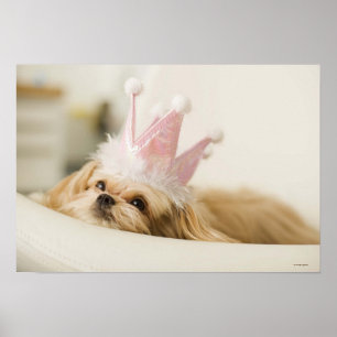 Poster Chien avec une couronne