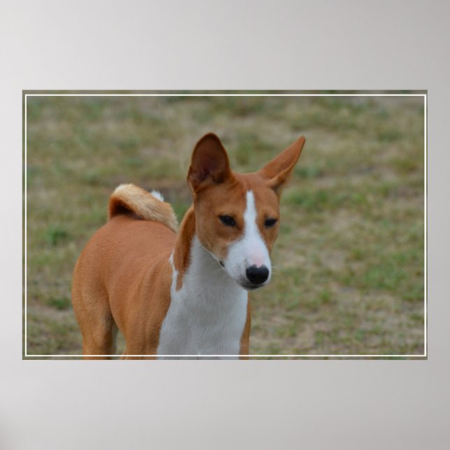Poster Chien basenji Extraordinaire (Devant)
