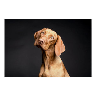 Poster Chien Beagle Brown animal