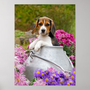 Poster Chien Beagle mignon chiot dans une église de lait,