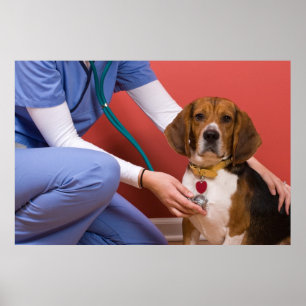 Poster Chien Beagle mignon Obtenir un examen vétérinaire