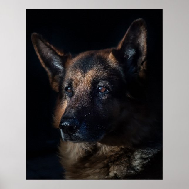 Poster Chien berger allemand (Devant)