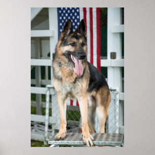 Poster Chien berger allemand