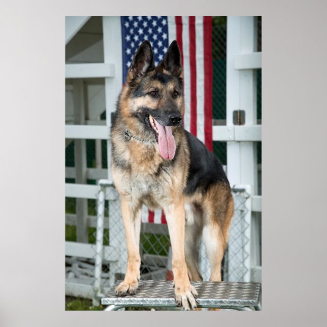 Poster Chien berger allemand (Devant)