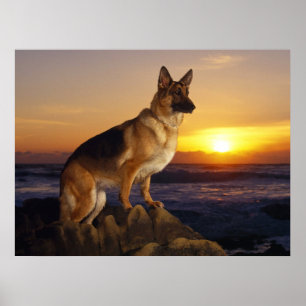 Poster Chien berger allemand, alsacien, au coucher du sol