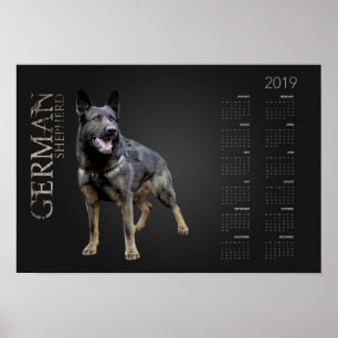 Poster Chien berger allemand - Calendrier GSD 2019