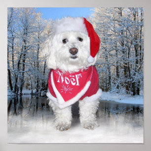 Poster Chien Bichon Frise de Noël
