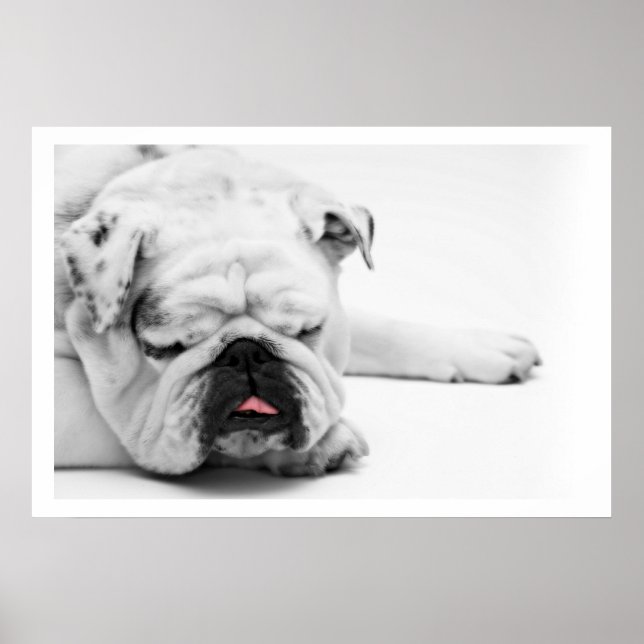 Poster Chien blanc dormant (Devant)