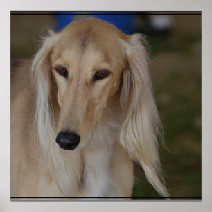 Poster Chien Blonde Saluki