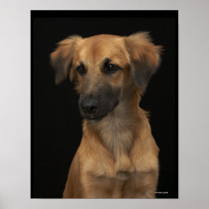 Poster Chien Brown de resuce avec le nez noir sur le noir