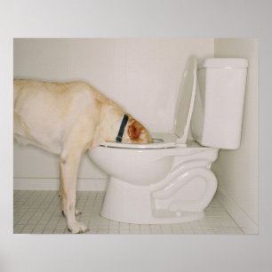Poster Chien buvant hors de la toilette