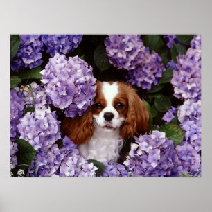 Poster Chien cavalier d'épagneul du Roi Charles