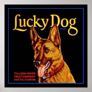Poster Chien chanceux