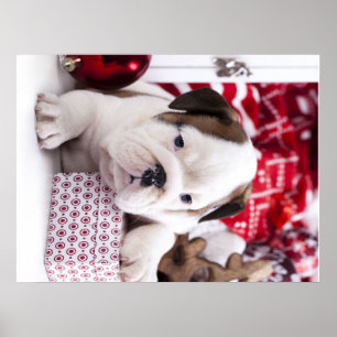 Poster Chien-chien anglais mignon   Noël drôle