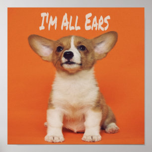Poster Chien chiot Je suis tous des oreilles, mignon mème