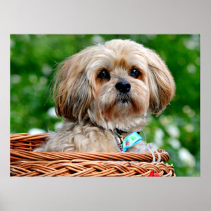 Poster Chien chiot Lhassa Apso dans un panier