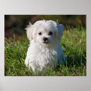 Poster Chien chiot maltais blanc mou