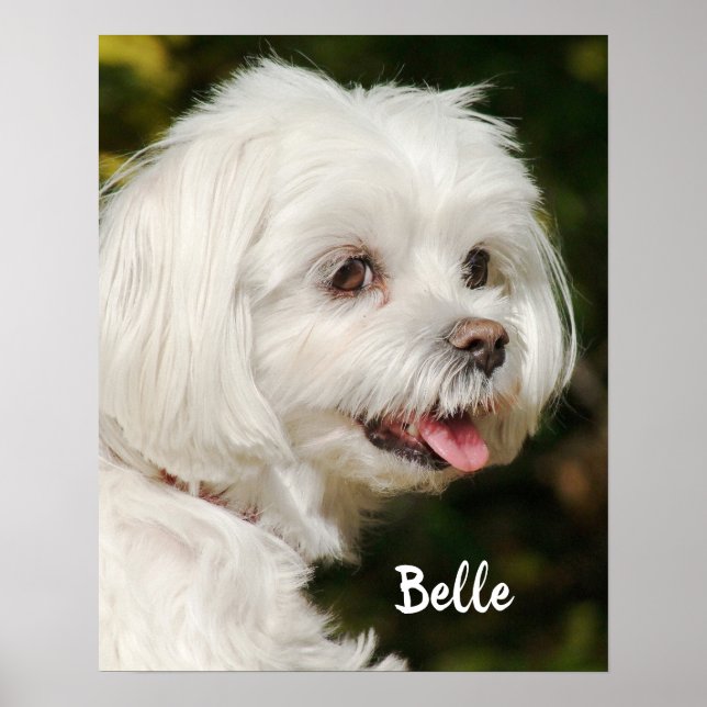 Poster Chien chiot maltais blanc personnalisé (Devant)