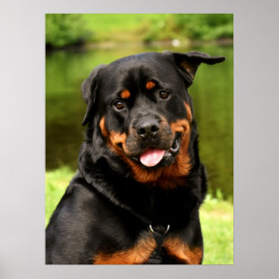 Poster Chien chiot noir et tan Rottweiler
