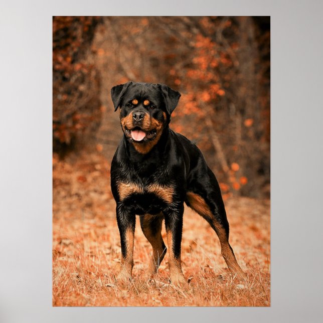 Poster Chien chiot Rottweiler (Devant)
