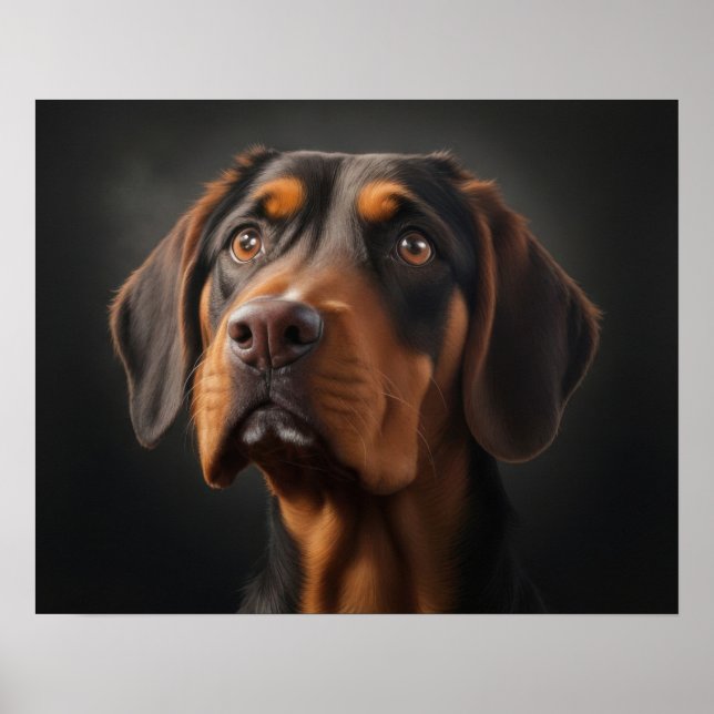 Poster Chien Coonhound (Devant)