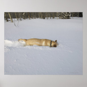 Poster Chien creusant dans la neige