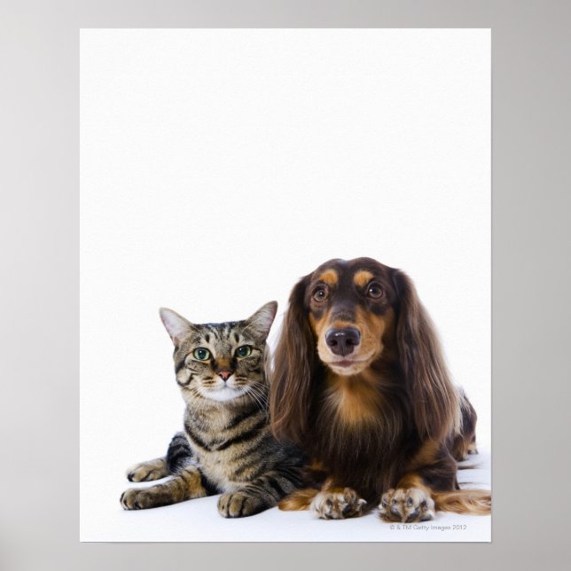 Poster Chien (Dachshund) et chat (chat japonais) sur blan (Devant)