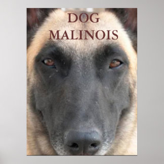Poster chien d'affiche malinois
