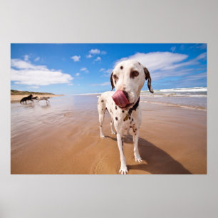 Poster Chien dalmatien sur la plage