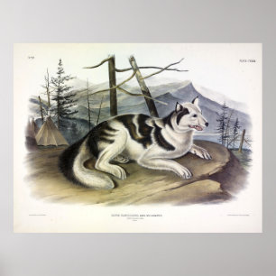 Poster Chien d'Amérique (Chien du fleuve Mackenzie) par A