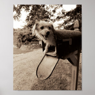 Poster Chien dans une boîte aux lettres