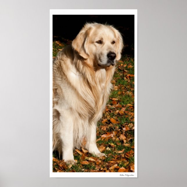 Poster Chien d'automne (Devant)