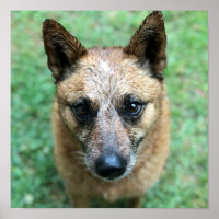 Chien de bétail australien