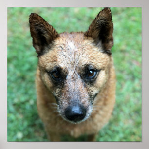 Poster Chien de bétail australien