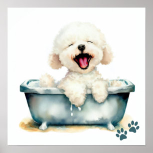 Poster Chien de Bichon Frise